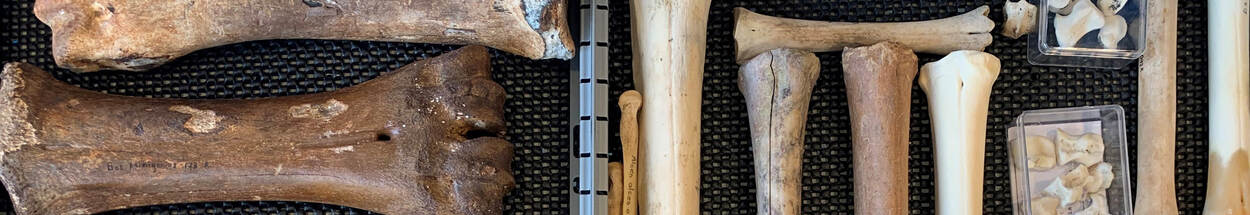 Foto van een verzameling botten uit het bottenlab van de RCE