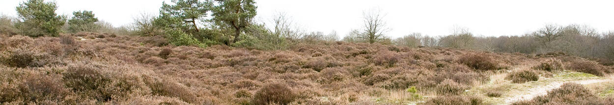 Overzicht Gasterse Duinen, heidegebied