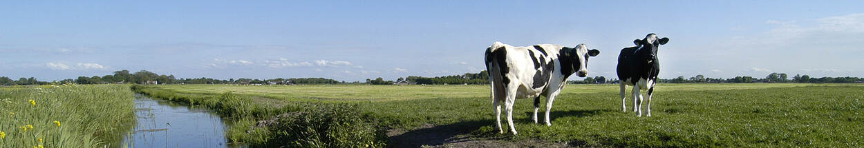 Koeien in de Aetsveldse Polder