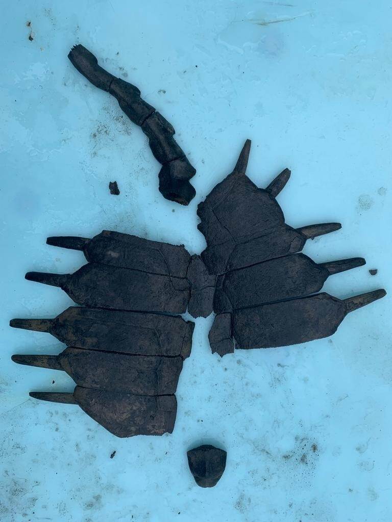 Delen van een schildpad, let op liggen niet in anatomisch correcte positie, gevonden in BZN 9