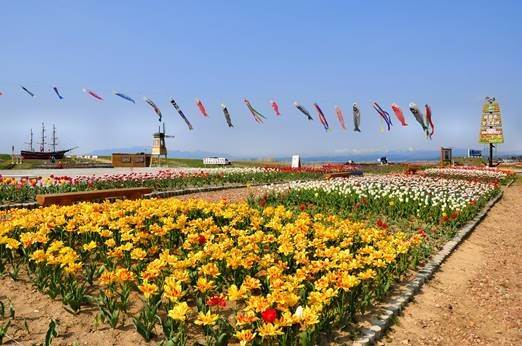 Veld met gele tulpen en gekleurde vlaggetjes. Op de achtergrond een Hollandse molen en het monument ter nagedachtenis aan de schipbreuk van de Kanrin Maru