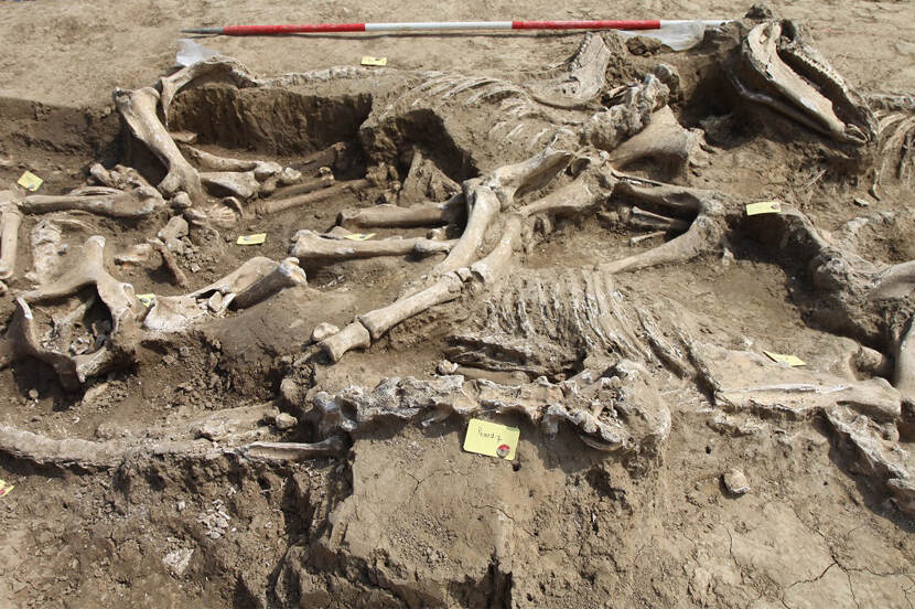 Paardenskeletten gevonden bij Borgharen
