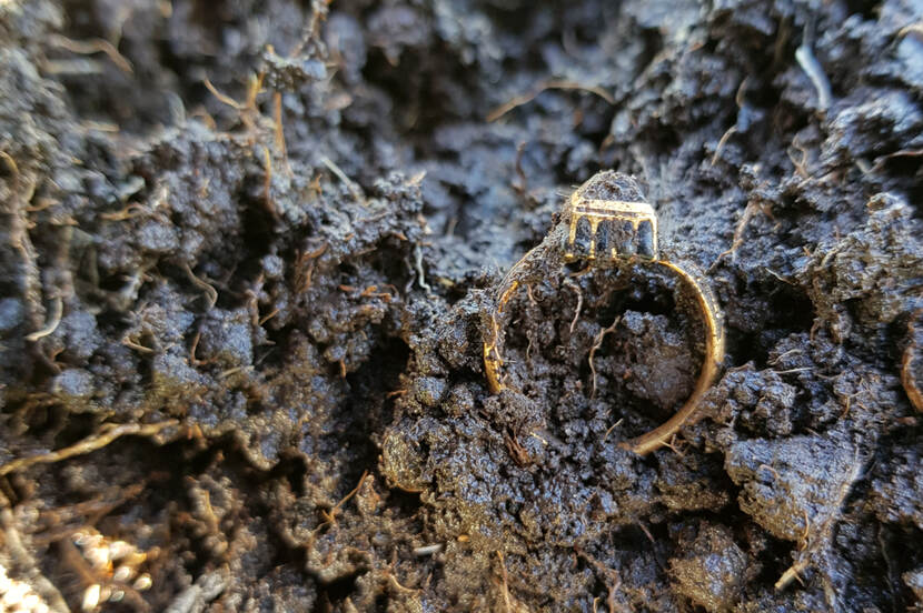 Gouden renaissance ring in aarde