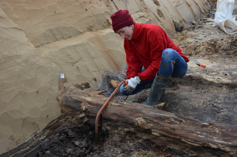 Excavation of the subfossil forest, Leusden, the Netherlands