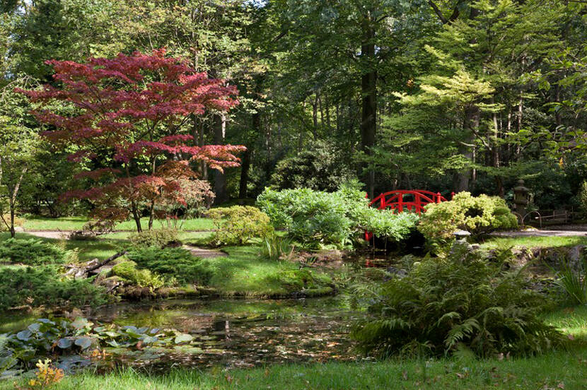 Tuin vol met groen in Japanse stijl