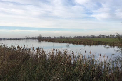 Veenweiden in het natuurgebied Willeskop bij Benschop.