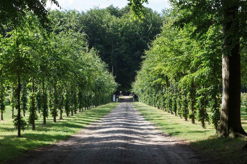 Zicht op een oprijlaan met aan weerszijden een strakke rij bomen en in de verte een toegangshek.