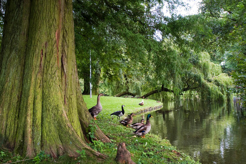 Wilhelminapark Utrecht