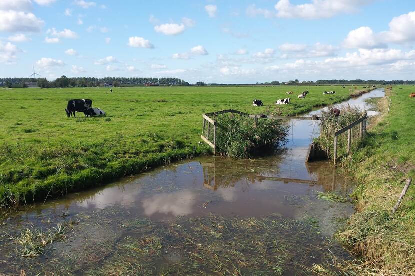 Foto van een typisch Hollands landschap: een weiland met koeien en een beek ertussen, tegen een blauwe lucht met wolken.
