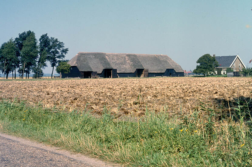 Boerderij in Borssele (Zeeland), te zien is de grote houten dwarsdeelschuur met rieten zadeldak.