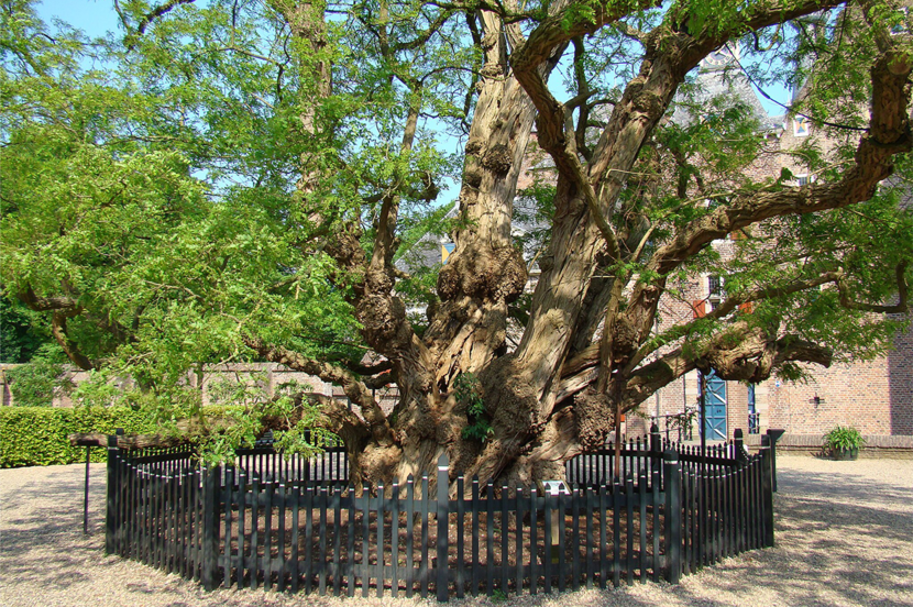 Acacia bij kasteel Doorwerth