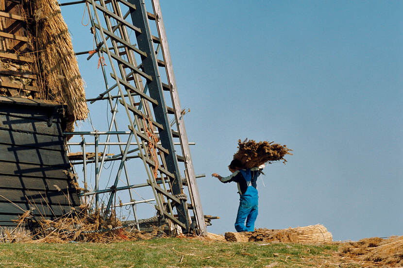 Onderhoud aan rietdek van een molen in Stompetoren
