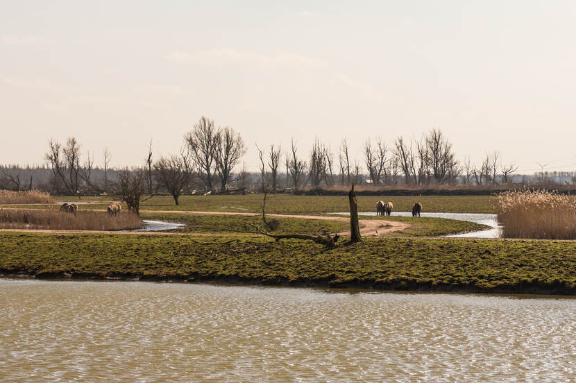 De Oostvaardersplassen met daarachter een weiland waar ook een paar paarden op staan.