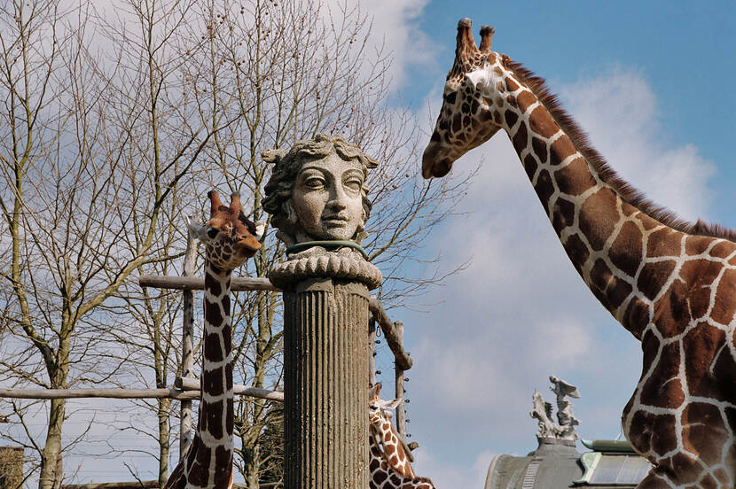 Afbeelding van giraffen in diergaarde Blijdorp Rotterdam