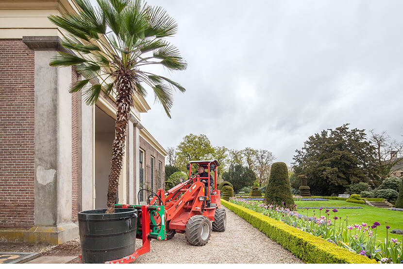 Grote palm die met een voorheftruck naar buiten wordt gereden, de tuin van landgoed Twickel in