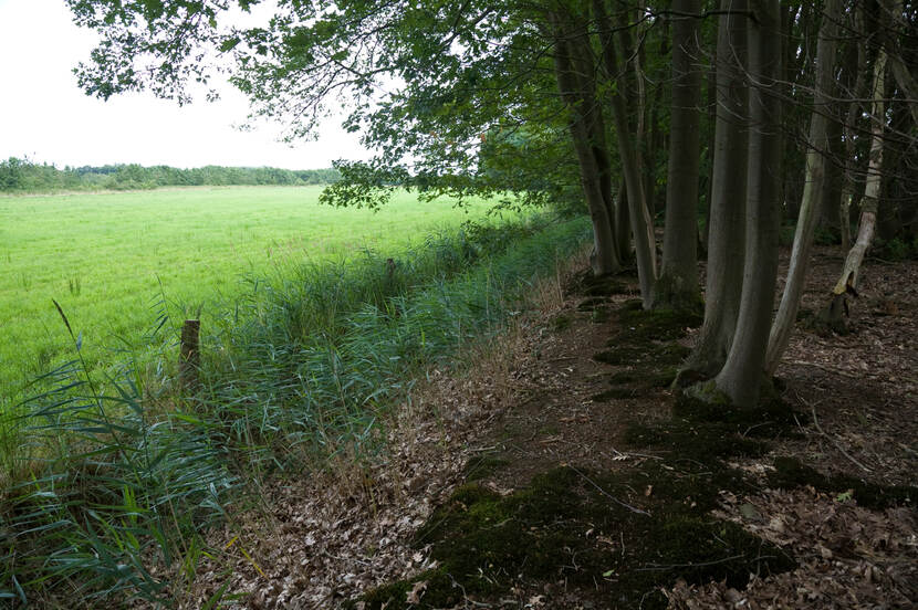 Houtwal in het Raalterwoold in Overijssel