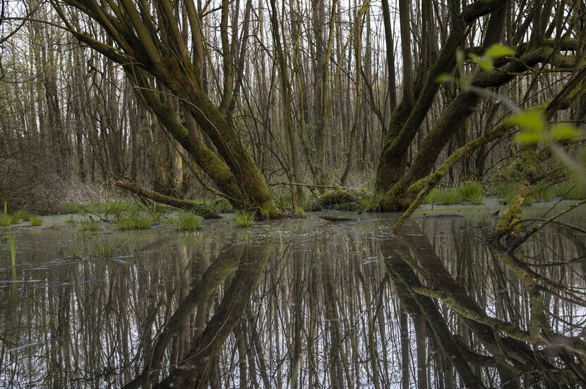 Foto gemaakt in natuurgebied het Voltherbroek in Overijssel met op de voorgrond water en op de achtergrond bomen.