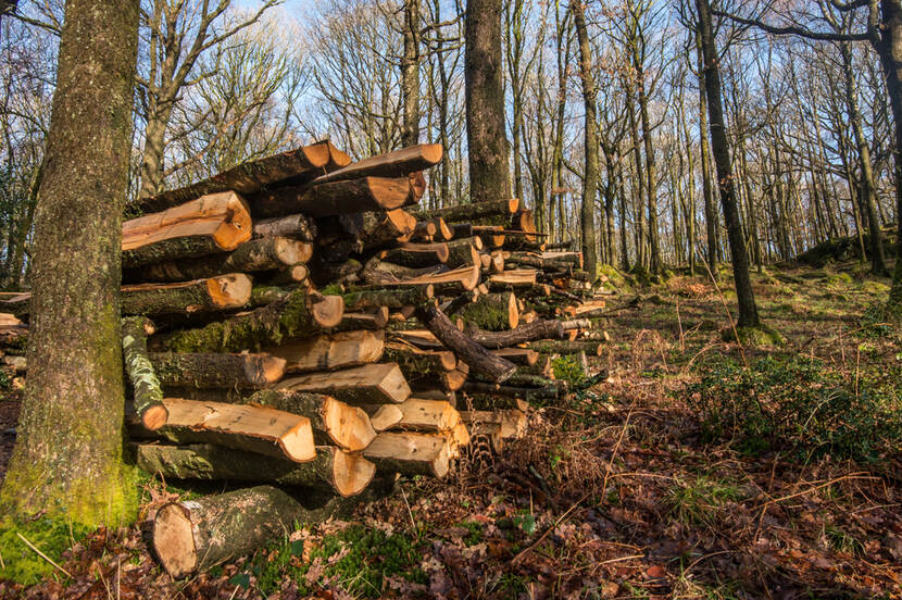 Gekapt hout in een bos