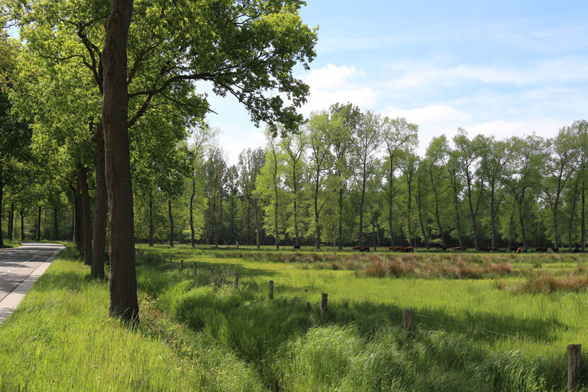 Een weiland omringd door bomen