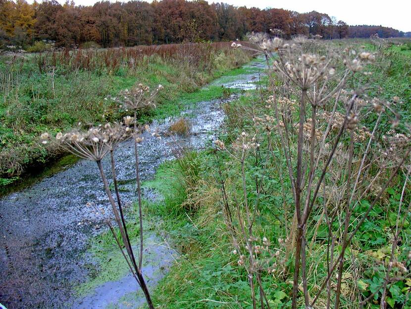 Een beekje stroomt door een groen landschap