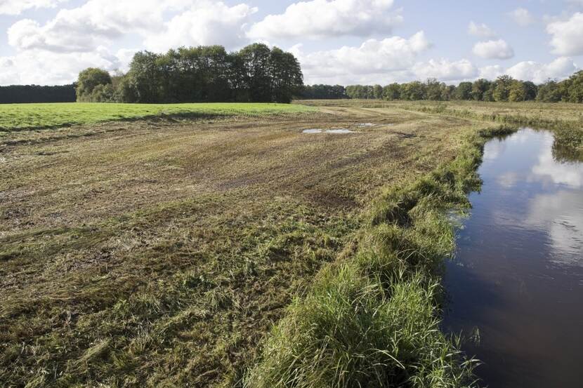 Weiland met daaromheen bomen