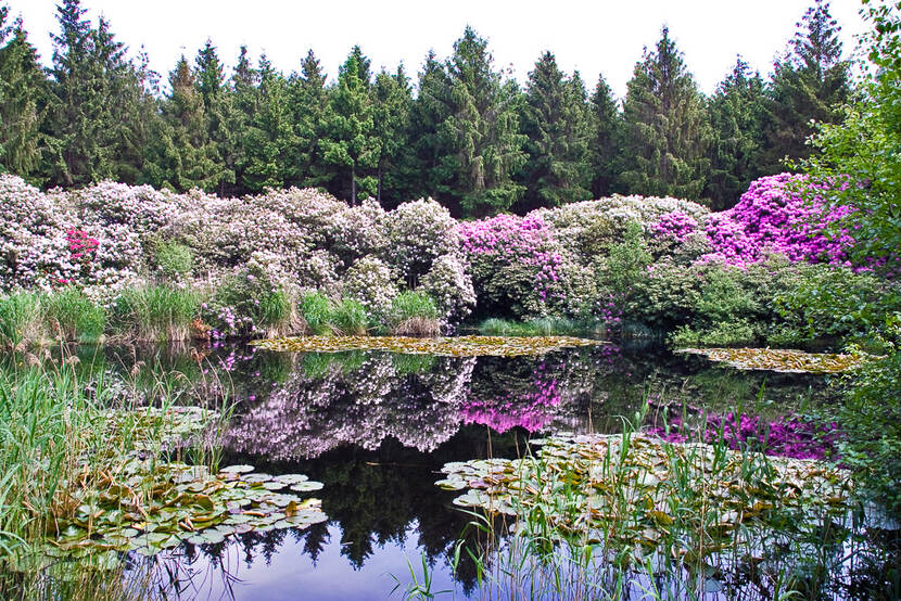 Bloeiende rhodondendrons langs water