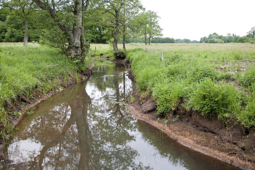 Een beekje met wat bomen op de achtergrond