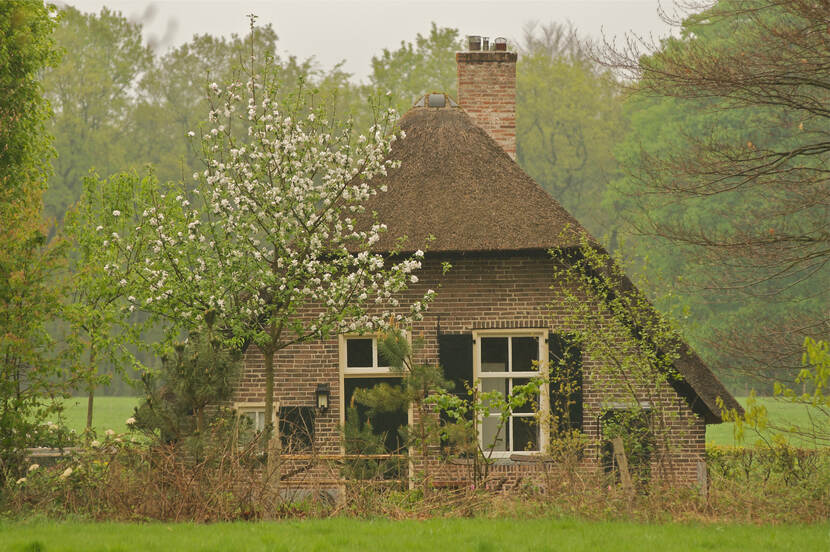 Oude boerderij met een bloeiende boom ervoor