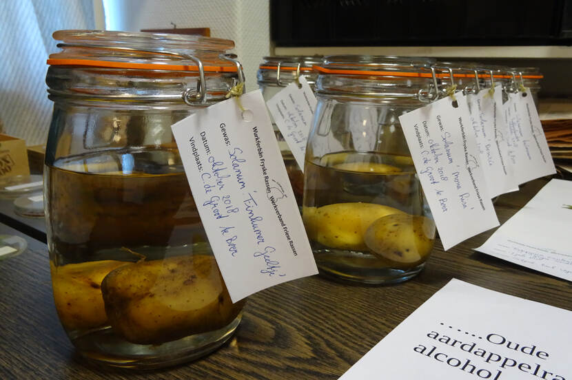 Oude aardappelrassen op alcohol in collectie Herbarium Frisicum