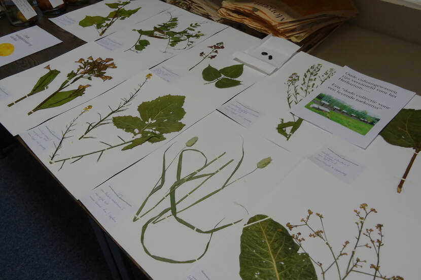 Herbarium collectie öude cultuurgewassen uit Friesland