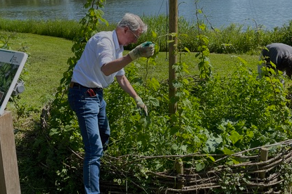 Een hop-hof bij het voetveer naar Slot Loevestein. Om de planten te beschermen en het hof aantrekkelijker te maken hebben de vrijwilligers een wilgentakken omheen gevlochten.