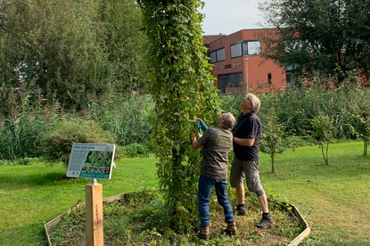 Buurtbewoners controleren een hop hof voor de oogst. In de hophoven klimt de plant tegen oude stammen van lokale essenbomen. Op sommige plekken proberen buurtbewoners de hop zo hoog mogelijk te laten groeien, misschien wordt de 10 meter wel gehaald.