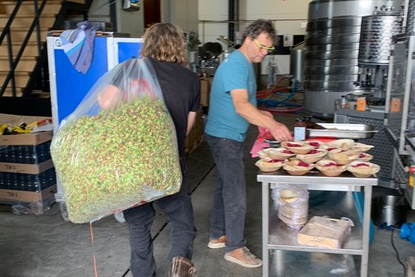 De verse hop wordt op dag zelf van de oogst naar brouwerij Ramses Bier gebracht waar het direct wordt verwerkt.