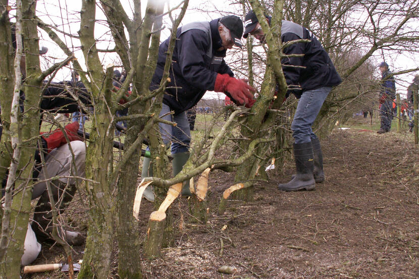 Een team is bezig met het vlechten, het belangrijkste onderdeel van het ambacht.