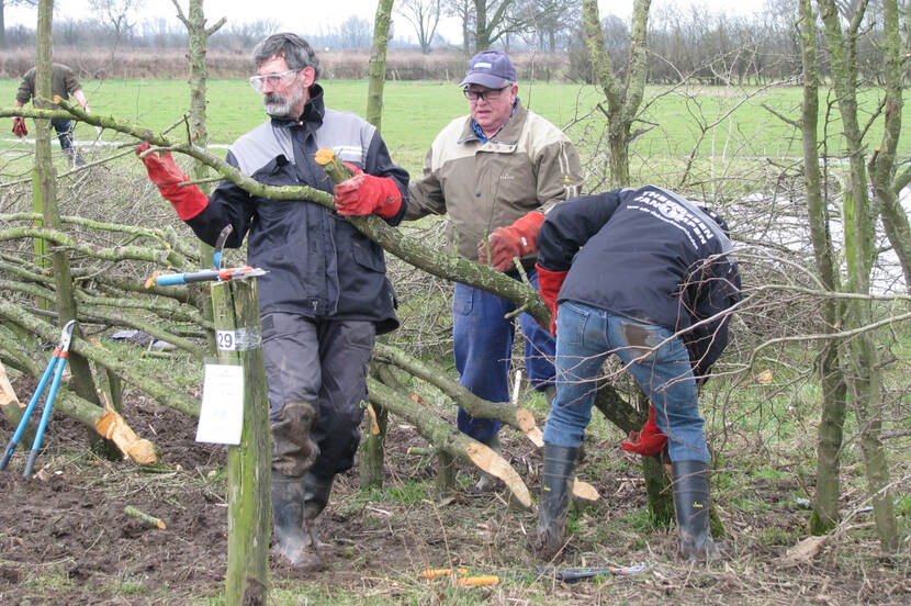 Heggenvlechten is teamwerk waarbij ieder zijn taak heeft.