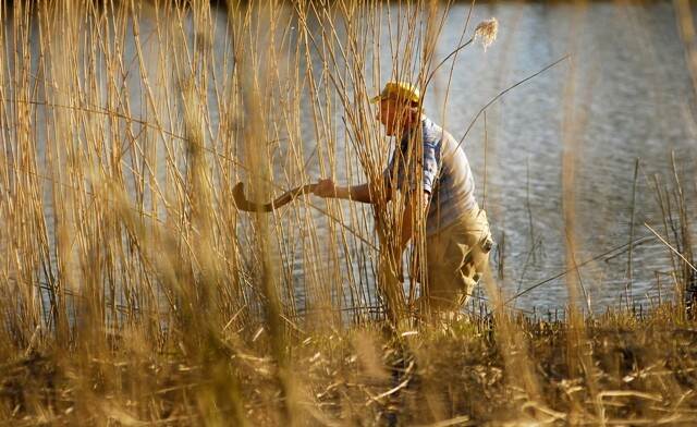 Een man snijdt riet in De Biesbosch.