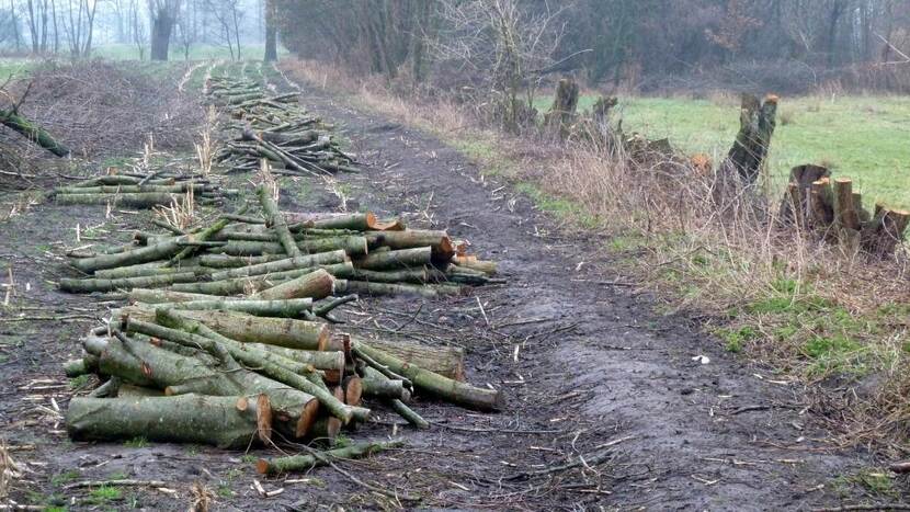 Gekapt hout ligt langs een zandpad