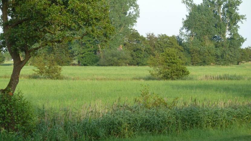 Grasveld met bomen eromheen