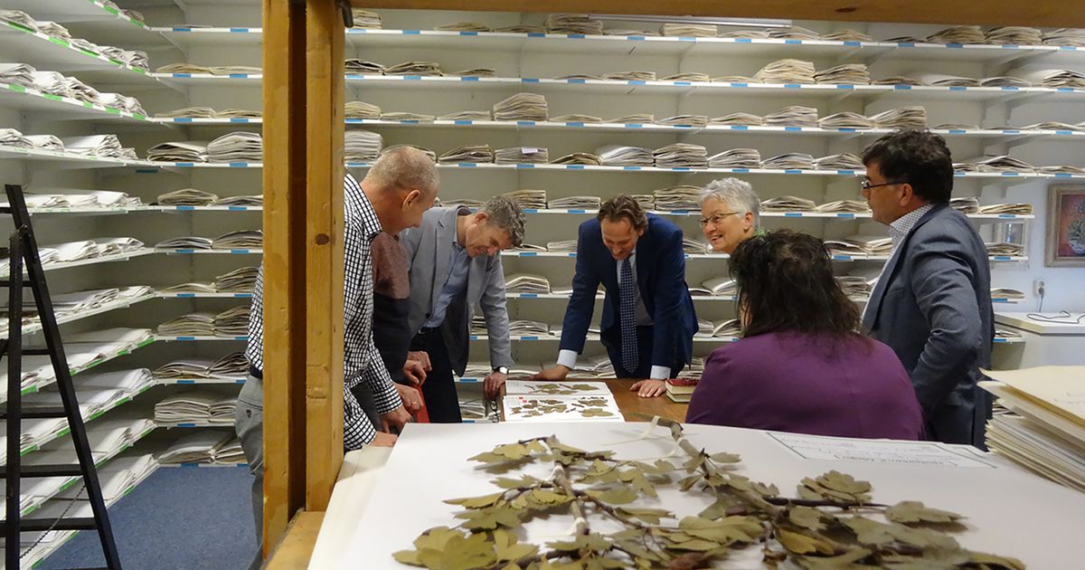 Herbarium Frisicum - wat gedroogde planten ons kunnen leren